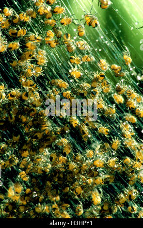 Araneus Diadematus - Garten Jungspinnen ihre Baumschule Web in einen englischen Garten. Stockfoto