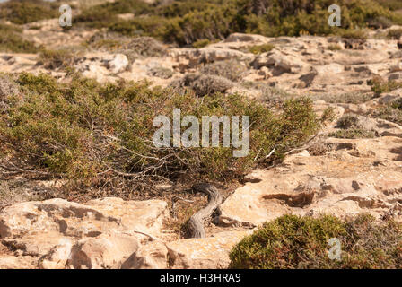 Phönizischer Wacholder (Juniperus Phoenicea) wachsen auf den Felsen von Kap Greco Closeup. Zypern. Stockfoto