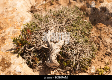 Phönizischer Wacholder (Juniperus Phoenicea) wachsen auf den Felsen von Kap Greco Closeup. Zypern. Stockfoto