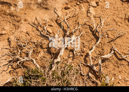 Phönizischer Wacholder (Juniperus Phoenicea) wachsen auf den Felsen von Kap Greco Closeup. Zypern. Stockfoto