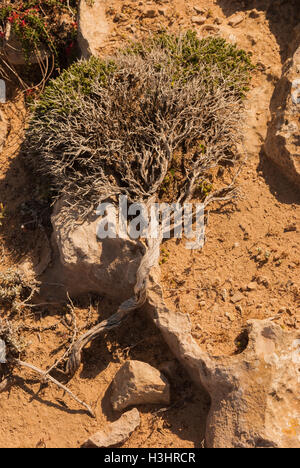 Phönizischer Wacholder (Juniperus Phoenicea) wachsen auf den Felsen von Kap Greco Closeup. Zypern. Stockfoto