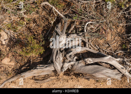 Phönizischer Wacholder (Juniperus Phoenicea) wachsen auf den Felsen von Kap Greco Closeup. Zypern. Stockfoto