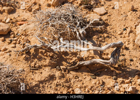 Phönizischer Wacholder (Juniperus Phoenicea) wachsen auf den Felsen von Kap Greco Closeup. Zypern. Stockfoto