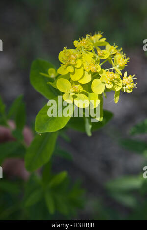 Euphorbia Palustris Sumpf-Wolfsmilch Blumen in Nahaufnahme Stockfoto