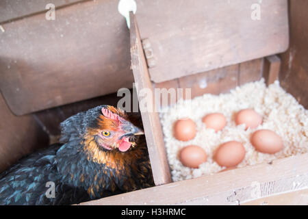 Meine Hühner in ihrem Nistkasten vor kurzem legte Eier in meinem kleinen Garten für meinen persönlichen Gebrauch, Verbrauch, in ländlichen Dorf, West, Wales. Stockfoto