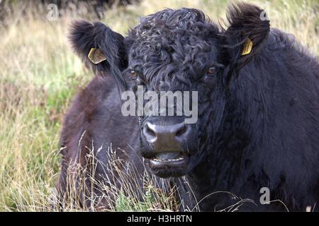 Belted Galloway auf der North Yorkshire Moors. U.K. Stockfoto