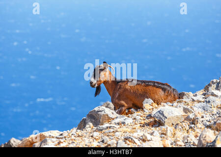 Hausziege auf der Insel Kreta in Griechenland Stockfoto