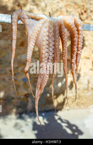 Oktopus, trocknen in der Sonne, Kreta, Griechenland Stockfoto