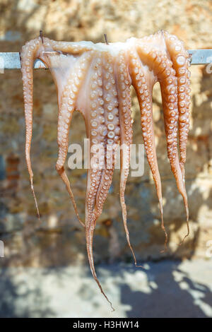 Oktopus, trocknen in der Sonne, Kreta, Griechenland Stockfoto