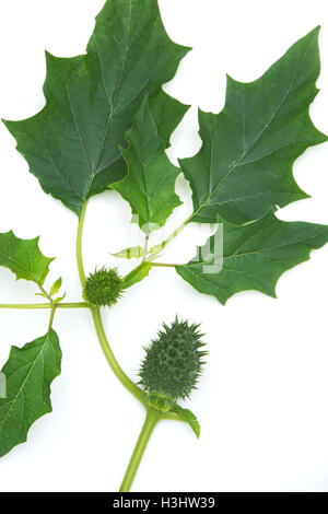 Datura Stramonium. Thorn Apple stachligen Samenkapsel und Blätter auf weißem Hintergrund Stockfoto