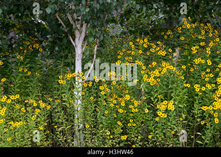 Helenium "Riverton Schönheit". Sneezeweed Blumen und eine Birke im september Stockfoto