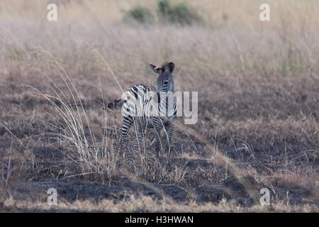 Zebra-Fohlen im Grasland Stockfoto