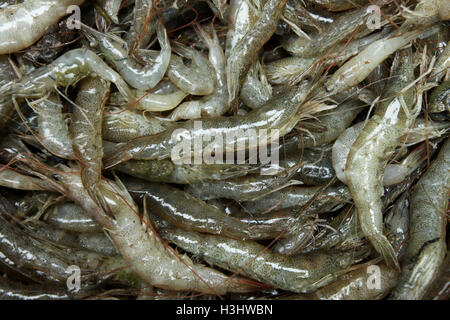 Nahaufnahme von Golda Garnelen, Khulna, Bangladesh. Stockfoto