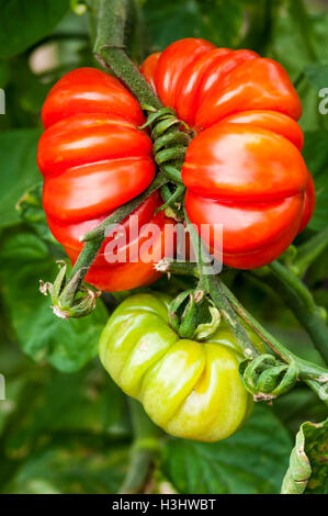 Wachsenden Fleischtomaten, Costoluto Fiorentino. Stockfoto