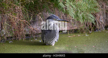 Graureiher Ardea cinerea in der am Rand der Teiche am frühen Morgen, Bushy Park hampton London England uk Oktober 2016 Stockfoto