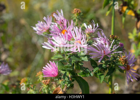 Wildes Rosa New England Aster (Symphyotrichum Novae-Angliae) blühen in einem Feld, Indiana, Vereinigte Staaten Stockfoto