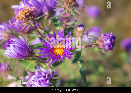 Nahaufnahme von wild lila Neuengland-Aster (Symphyotrichum Novae-Angliae) blühen in einem Feld, Indiana, Vereinigte Staaten Stockfoto
