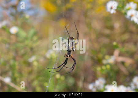 Eine weibliche schwarze und gelbe Kreuzspinne (Argiope Aurantia) in ihrem Netz in einem Feld, Indiana, Vereinigte Staaten Stockfoto