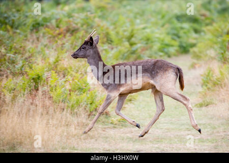 Damhirsch Dama Dama Pricket läuft in Bushy Park Hampton London England UK Stockfoto