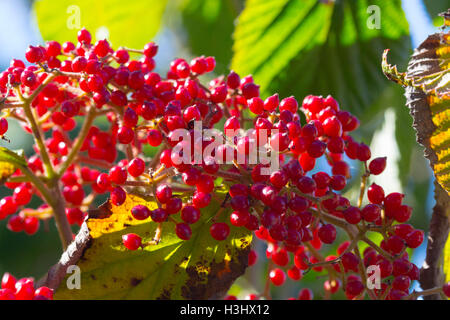 Nahaufnahme von Sonnenlicht auf Viburnum Beeren, Indiana, Vereinigte Staaten Stockfoto