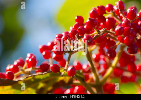 Nahaufnahme von Sonnenlicht auf Viburnum Beeren, Indiana, Vereinigte Staaten Stockfoto