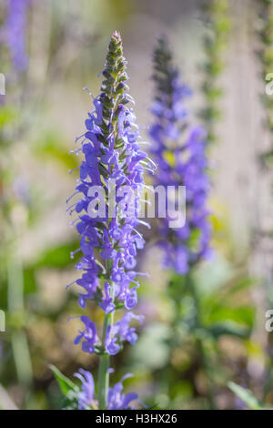 Nahaufnahme von lila Salvia / Salbei (Salvia SP.) Blumen Stockfoto