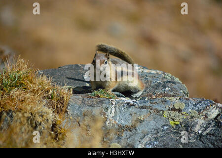 Braune Chipmunk auf einem Felsen an einem sonnigen Tag