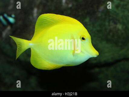 Gelbe Tang Doktorfisch (Zebrasoma Flavescens), ursprünglich aus dem indischen Ozean & Pazifik Stockfoto