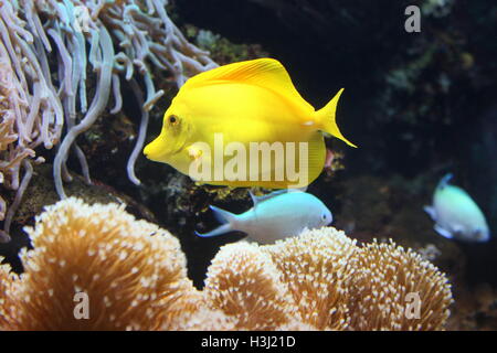 Gelbe Tang Doktorfisch (Zebrasoma Flavescens), ursprünglich aus dem indischen Ozean & Pazifik Stockfoto