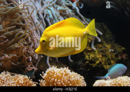 Gelbe Tang Doktorfisch (Zebrasoma Flavescens), ursprünglich aus dem indischen Ozean & Pazifik Stockfoto