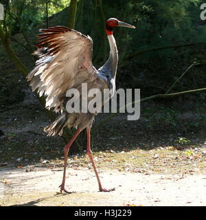 Männlichen indischen Stilicho Kranich (Grus Antigone) mit seinen Flügeln Stockfoto