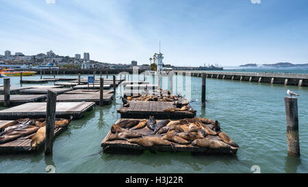 Seelöwen am Pier 39 in San Francisco, Kalifornien, Vereinigte Staaten von Amerika, Nordamerika Stockfoto