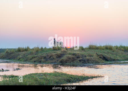 Zebras Wandern am Ufer des Chobe Flusses bei Gegenlicht bei Sonnenuntergang. Malerischen bunten Sonnenlicht am Horizont. Wildlife Safari und Boot cru Stockfoto