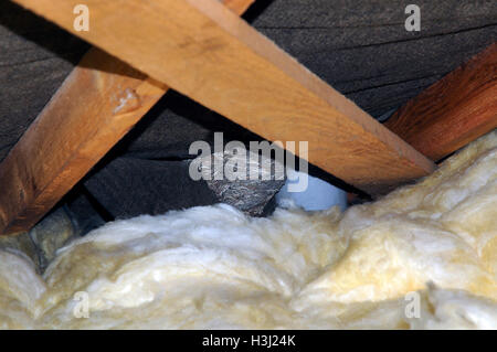 Wespen Nest auf dem Dachboden Stockfoto