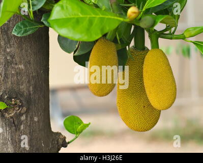 Closeup Aufnahme des Jackfruit Baum mit seiner Reife Früchte Stockfoto