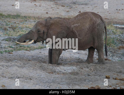 Eine juvenilen afrikanischen Elefanten im Bett des Tarangire-Flusses in Tarangire National Park, Tansania Stockfoto