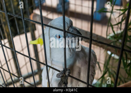 Porträt von einem weißen Papageien in Gefangenschaft Stockfoto