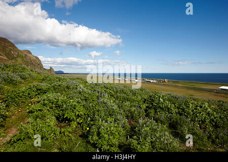 Lupinen Lupinus Nootkatensis wachsen wild in der Nähe von Vik Süden Islands Stockfoto