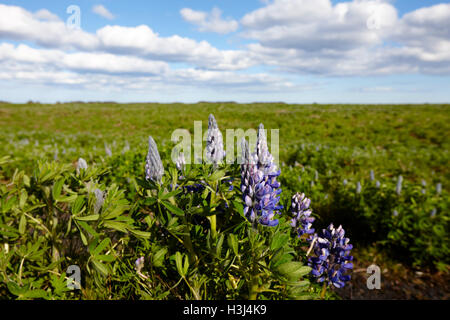 Lupinen Lupinus Nootkatensis wachsen wild in der Nähe von Vik Süden Islands Stockfoto