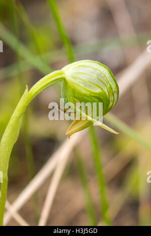 Pterostylis Nutans, nickte Pterostylis Orchidee Bałuk Willam Flora Reserve, Belgrave South, Victoria, Australien Stockfoto