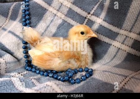 Junge Buff Orpington Küken auf eine blau karierte Decke mit Denim-Perlen Stockfoto