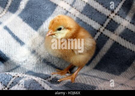 Junge Isa Brown Küken auf eine Fuzzy Decke Stockfoto