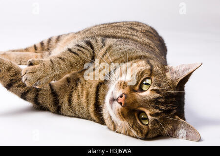 Gestreifte europäisch Kurzhaarkatze liegend mit isolierten weißen Hintergrund. Vorderansicht mit Blickkontakt und Pfote auszustrecken. Stockfoto