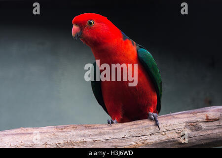 Männliche Australian King Papagei auf einem Ast sitzend Stockfoto