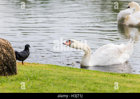 Weisser Schwan Essen während schwimmt auf der Wasseroberfläche in der Nähe von Grasgrün Bank welche wir auf taube Stockfoto