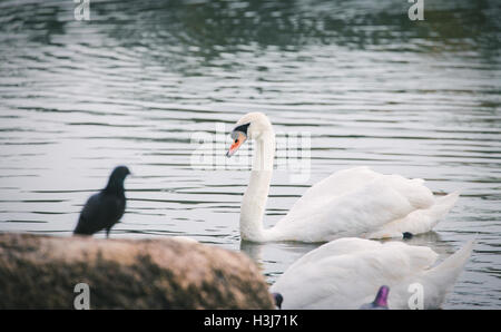 Weisser Schwan schwimmt auf dunklen Wasser in der Nähe von Bank welche Taube stehend auf braunen Felsen als unscharfen Vordergrund Stockfoto