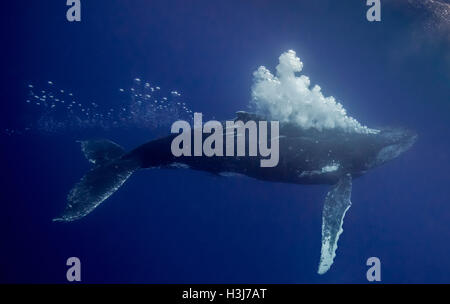 Buckelwal (Impressionen Novaeangliae) Seifenblasen aus der Insel Vava'u, Tonga Stockfoto