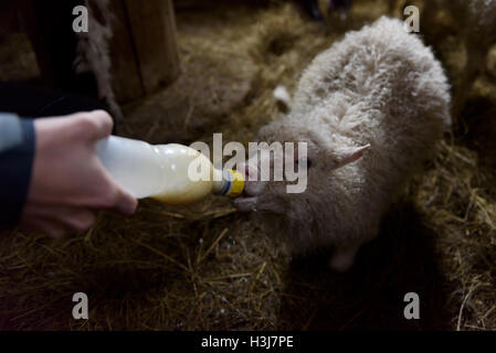 Heimischen Lamm auf einem Bauernhof als Flasche gefüttert, Island Stockfoto