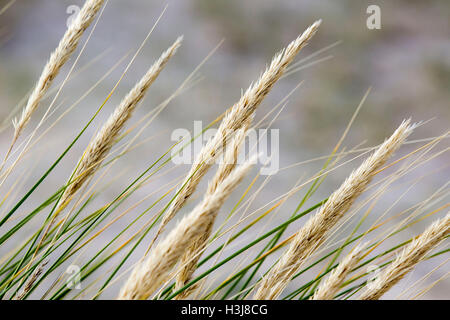 Grass im Wind am Strand von Findhorn Stockfoto