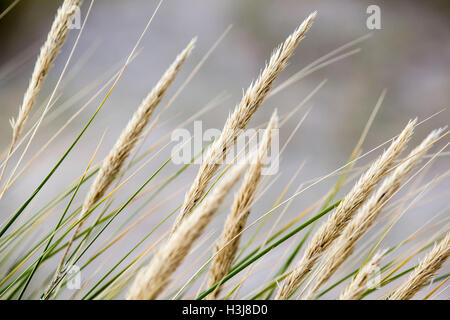 Grass im Wind am Strand von Findhorn Stockfoto